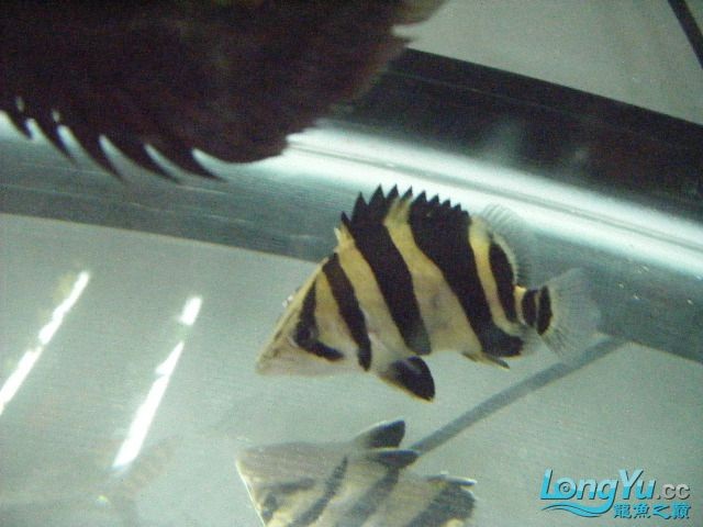 阿立虎魚日夜行全解析，申精力作·水族箱生態觀察 阿立虎魚日夜行全解析，申精力作·水族箱生態觀察 虎魚百科 第6張