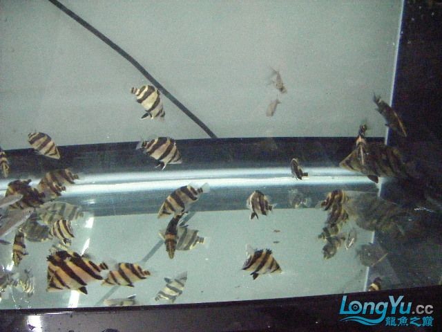阿立虎魚日夜行全解析，申精力作·水族箱生態觀察 阿立虎魚日夜行全解析，申精力作·水族箱生態觀察 虎魚百科 第10張