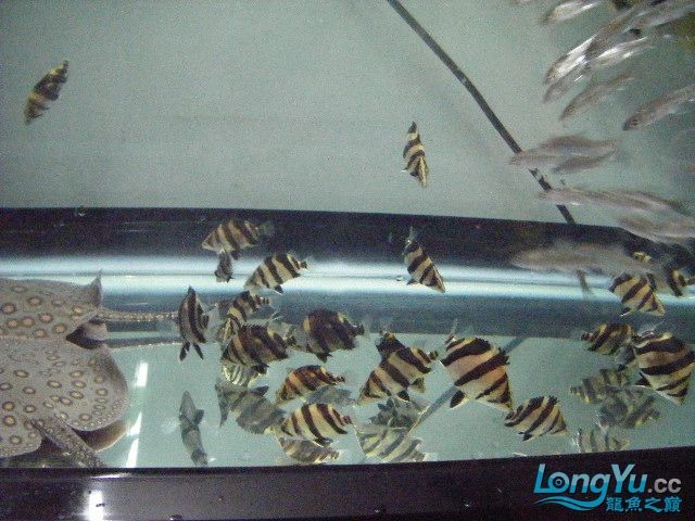 阿立虎魚日夜行全解析，申精力作·水族箱生態觀察 阿立虎魚日夜行全解析，申精力作·水族箱生態觀察 虎魚百科 第9張