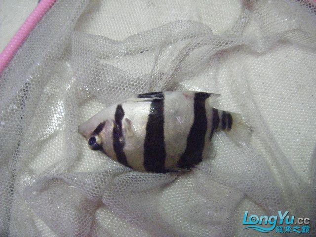 阿立虎魚日夜行全解析，申精力作·水族箱生態觀察 阿立虎魚日夜行全解析，申精力作·水族箱生態觀察 虎魚百科 第13張
