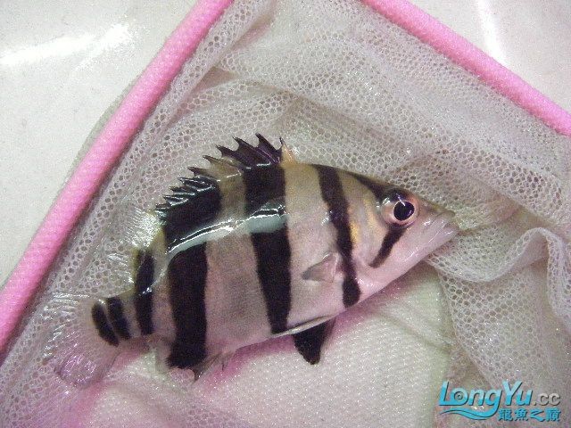 阿立虎魚日夜行全解析，申精力作·水族箱生態觀察 阿立虎魚日夜行全解析，申精力作·水族箱生態觀察 虎魚百科 第12張