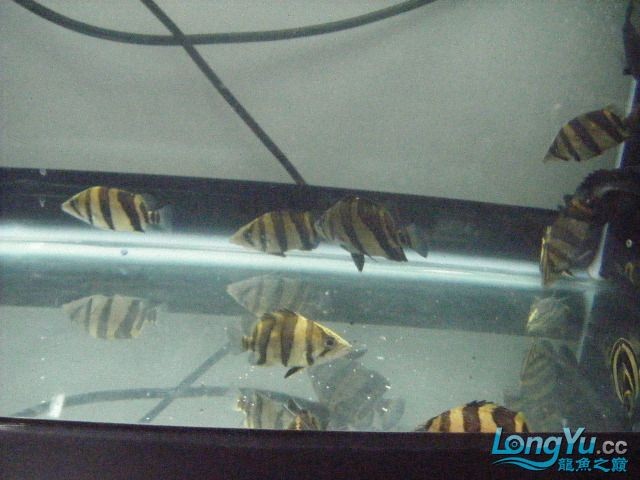 阿立虎魚日夜行全解析，申精力作·水族箱生態觀察 阿立虎魚日夜行全解析，申精力作·水族箱生態觀察 虎魚百科 第15張