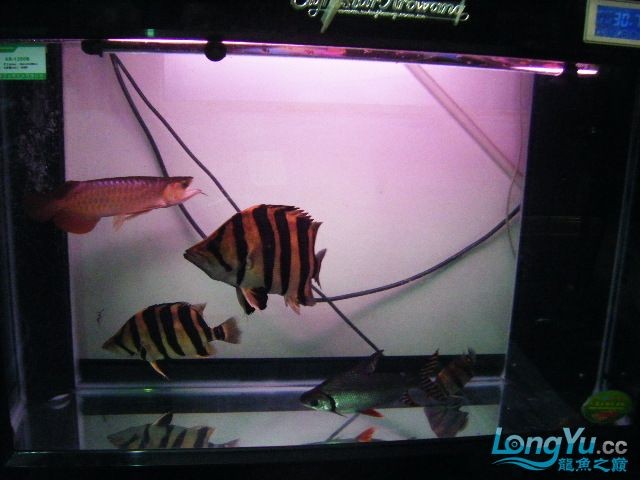 阿立虎魚日夜行全解析，申精力作·水族箱生態觀察 阿立虎魚日夜行全解析，申精力作·水族箱生態觀察 虎魚百科 第18張