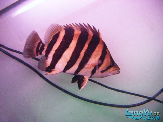 阿立虎魚日夜行全解析，申精力作·水族箱生態觀察 阿立虎魚日夜行全解析，申精力作·水族箱生態觀察 虎魚百科 第17張