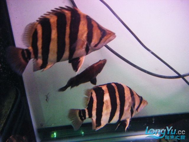 阿立虎魚日夜行全解析，申精力作·水族箱生態觀察 阿立虎魚日夜行全解析，申精力作·水族箱生態觀察 虎魚百科 第16張