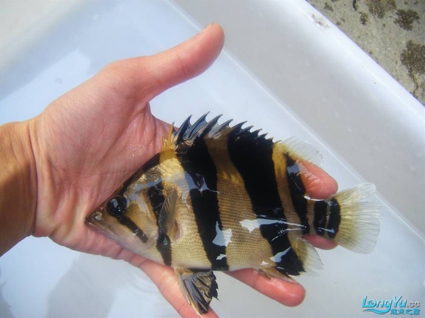 阿立虎魚日夜行全解析，申精力作·水族箱生態觀察 阿立虎魚日夜行全解析，申精力作·水族箱生態觀察 虎魚百科 第20張