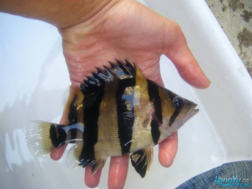 阿立虎魚日夜行全解析，申精力作·水族箱生態觀察 阿立虎魚日夜行全解析，申精力作·水族箱生態觀察 虎魚百科 第19張