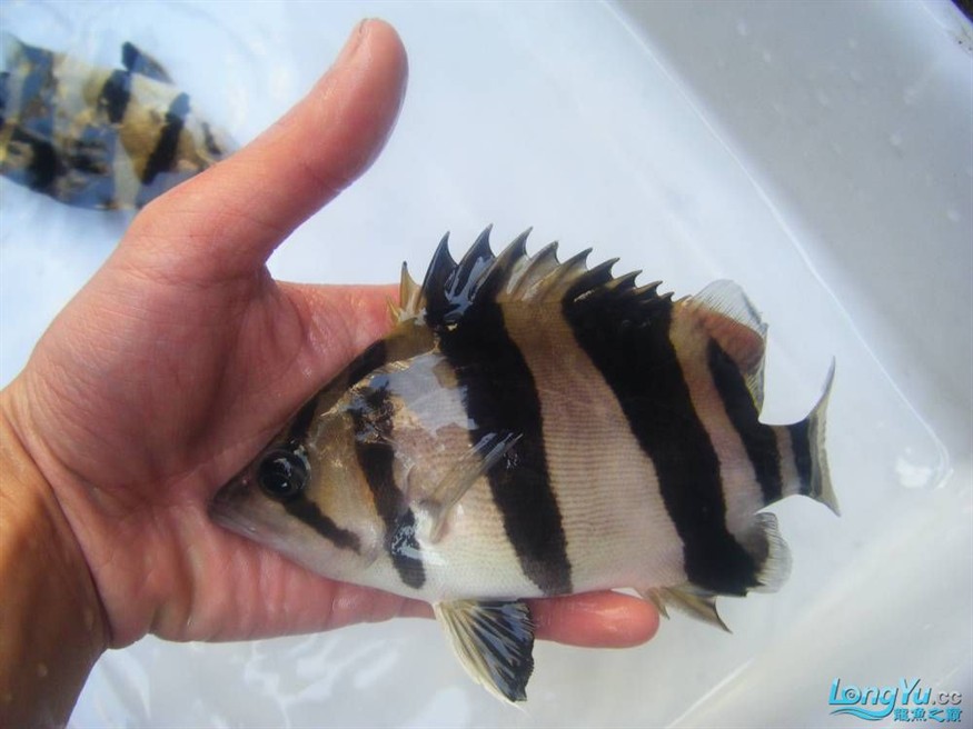 阿立虎魚日夜行全解析，申精力作·水族箱生態觀察 阿立虎魚日夜行全解析，申精力作·水族箱生態觀察 虎魚百科 第22張