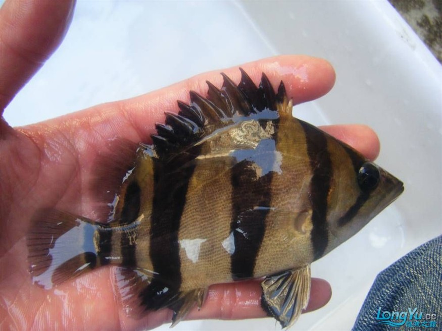 阿立虎魚日夜行全解析，申精力作·水族箱生態觀察 阿立虎魚日夜行全解析，申精力作·水族箱生態觀察 虎魚百科 第21張
