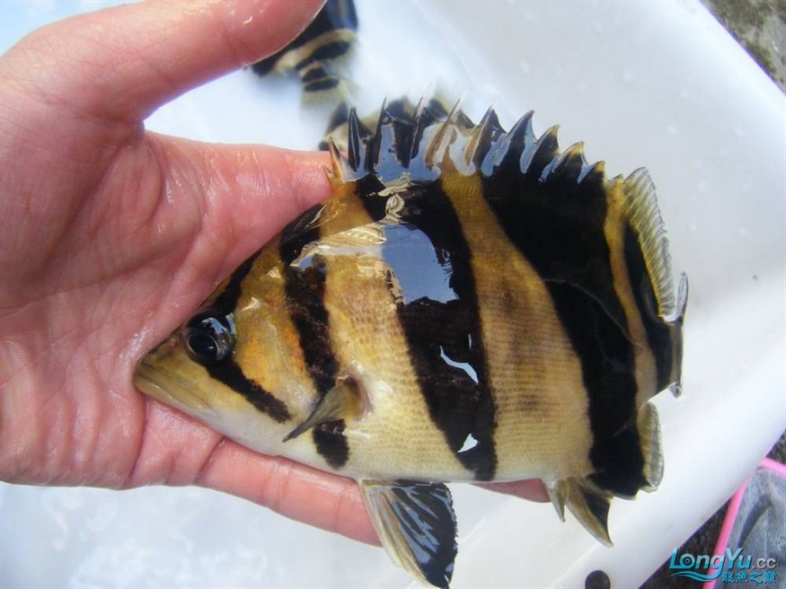 阿立虎魚日夜行全解析，申精力作·水族箱生態觀察 阿立虎魚日夜行全解析，申精力作·水族箱生態觀察 虎魚百科 第24張