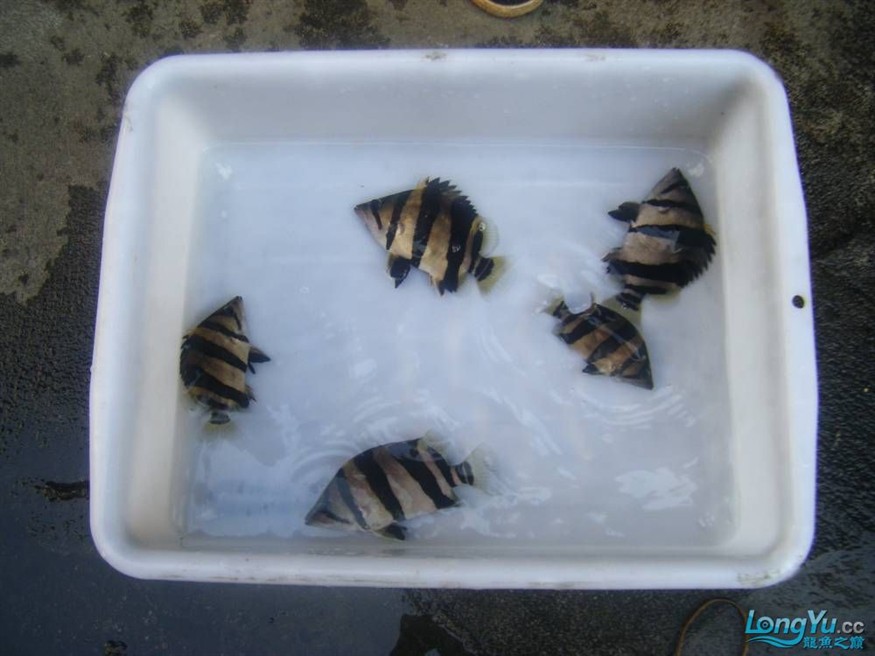 阿立虎魚日夜行全解析，申精力作·水族箱生態觀察 阿立虎魚日夜行全解析，申精力作·水族箱生態觀察 虎魚百科 第23張