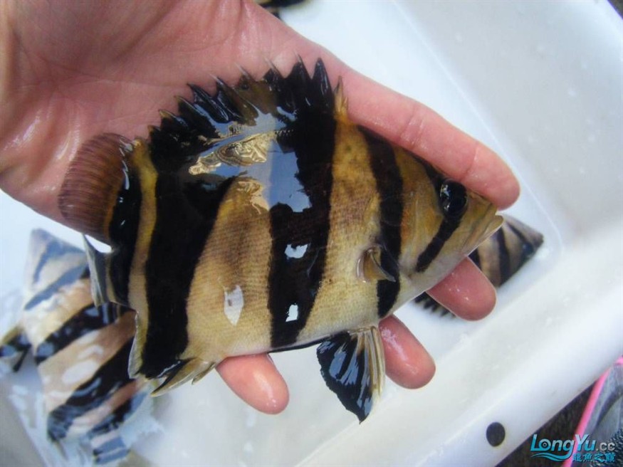 阿立虎魚日夜行全解析，申精力作·水族箱生態觀察 阿立虎魚日夜行全解析，申精力作·水族箱生態觀察 虎魚百科 第25張