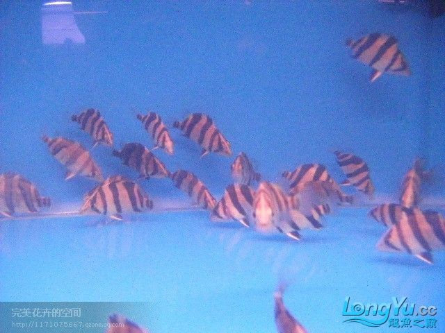 阿立虎魚日夜行全解析，申精力作·水族箱生態觀察 阿立虎魚日夜行全解析，申精力作·水族箱生態觀察 虎魚百科 第26張