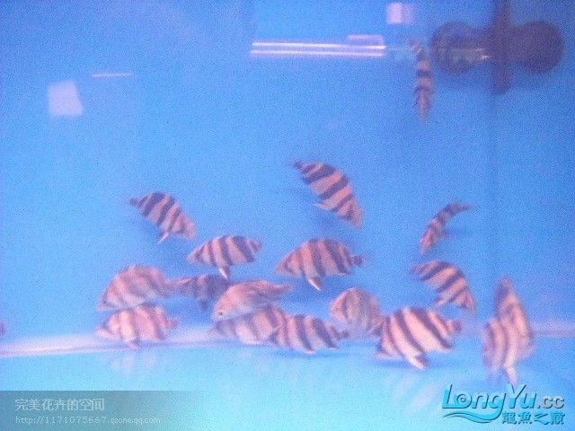 阿立虎魚日夜行全解析，申精力作·水族箱生態觀察 阿立虎魚日夜行全解析，申精力作·水族箱生態觀察 虎魚百科 第27張