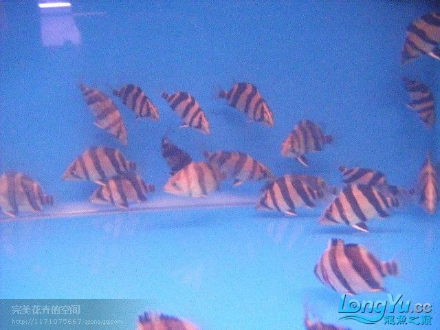 阿立虎魚日夜行全解析，申精力作·水族箱生態觀察 阿立虎魚日夜行全解析，申精力作·水族箱生態觀察 虎魚百科 第29張