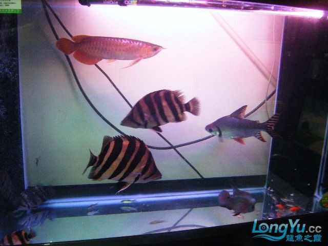 阿立虎魚日夜行全解析，申精力作·水族箱生態觀察 阿立虎魚日夜行全解析，申精力作·水族箱生態觀察 虎魚百科 第30張