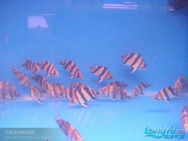 阿立虎魚日夜行全解析，申精力作·水族箱生態觀察 阿立虎魚日夜行全解析，申精力作·水族箱生態觀察 虎魚百科 第28張