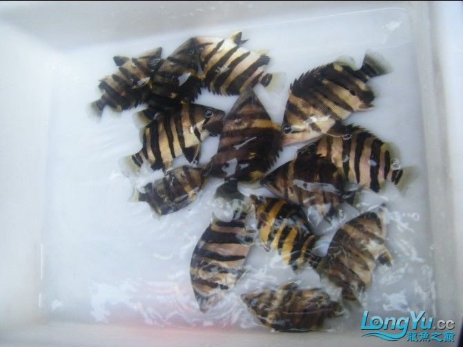 阿立虎魚日夜行全解析，申精力作·水族箱生態觀察 阿立虎魚日夜行全解析，申精力作·水族箱生態觀察 虎魚百科 第31張