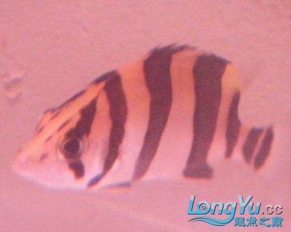 阿立虎魚日夜行全解析，申精力作·水族箱生態觀察 阿立虎魚日夜行全解析，申精力作·水族箱生態觀察 虎魚百科 第32張