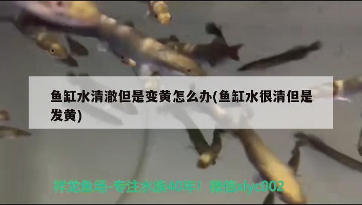 魚缸水清澈卻泛黃？水質變黃成因解析與科學處理