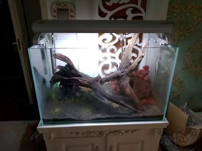 大型水族箱魚類選擇與養護全攻略，水質管理