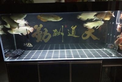 大型水族箱魚類選擇與養護全攻略，水質管理