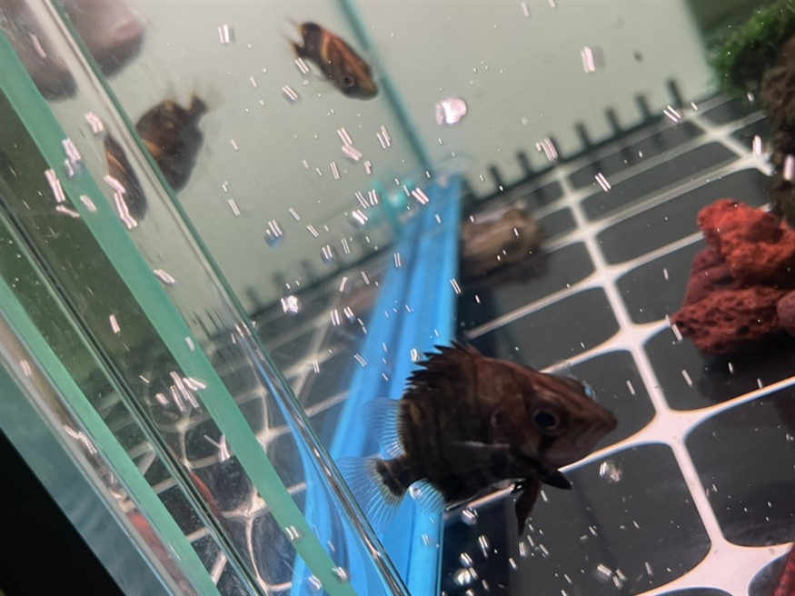 魚友求助，虎魚翅膀和眼睛長白點病因分析及防治方法詳解（30字）