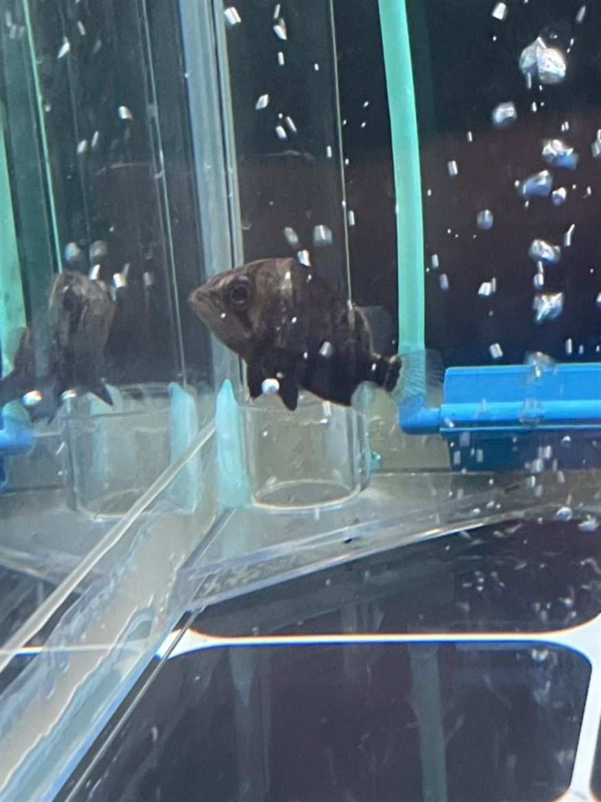 魚友求助，虎魚翅膀和眼睛長白點病因分析及防治方法詳解（30字）