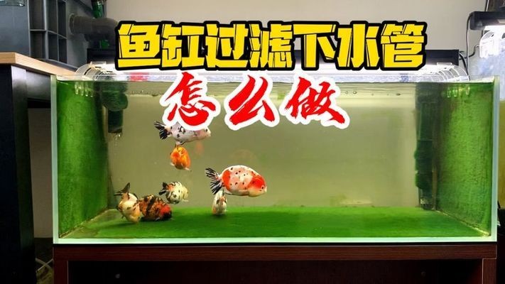 鄭州市金水區龍祥水族店地址及水族用品全