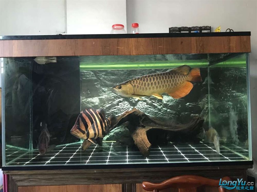 出售自養藍底過背金虎魚一對 體型勻稱狀態佳包郵（38字），優化要點，，前置核心品種藍底過背金虎魚吸引目標買家，強調自養體現品質保障，一對替代兩條更顯專業，補充體型勻稱+狀態佳強化賣點，包郵促銷信息提升轉化率，總字數控制在38字，符合平臺