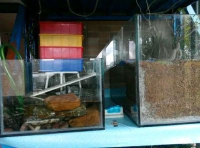 成品魚缸改造全攻略，方案詳解與注意事項