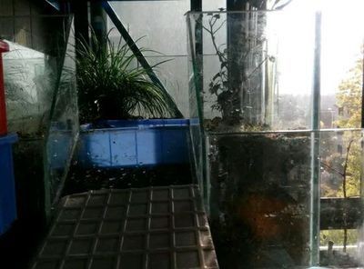 成品魚缸改造全攻略，方案詳解與注意事項
