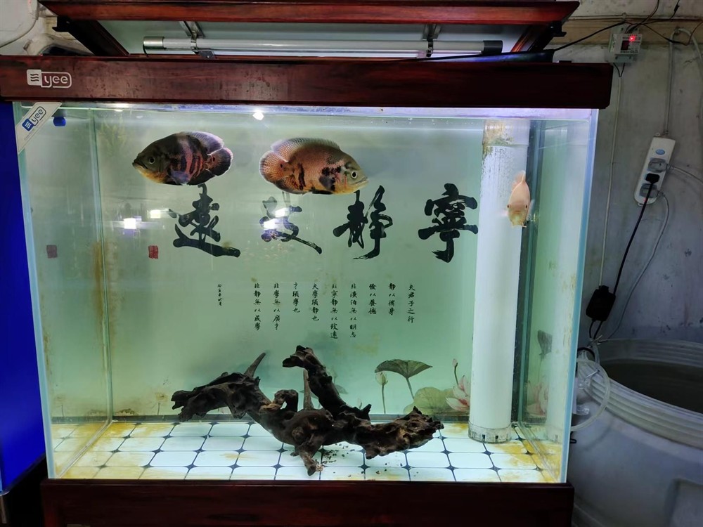 1.8米魚缸選60cm還是70cm寬？空間與養(yǎng)魚需求綜合解析