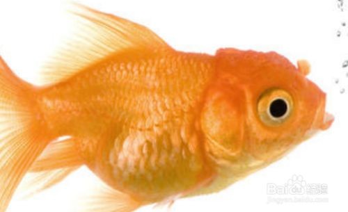 大魚缸金魚長壽養(yǎng)護(hù)指南，水質(zhì)調(diào)控與科學(xué)飼喂全解析（38字），采用核心問題+解決方案結(jié)構(gòu)，將活得長久轉(zhuǎn)化為專業(yè)表述長壽養(yǎng)護(hù)，通過水質(zhì)調(diào)控對應(yīng)原內(nèi)容中的換水注意事項(xiàng)，科學(xué)飼喂涵蓋喂食要點(diǎn)，全解析體現(xiàn)系統(tǒng)性，在40字內(nèi)完整