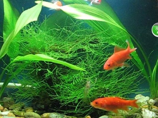 大魚缸金魚長壽養護指南，水質調控與科學飼喂全解析（38字），采用核心問題+解決方案結構，將活得長久轉化為專業表述長壽養護，通過水質調控對應原內容中的換水注意事項，科學飼喂涵蓋喂食要點，全解析體現系統性，在40字內完整