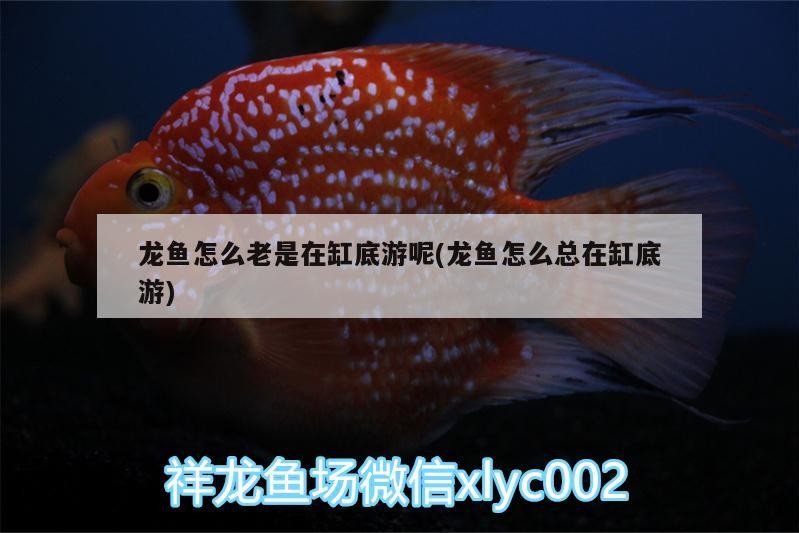 換水后氣泡頻現(xiàn)次日消散，水質(zhì)調(diào)整背后的科學(xué)解析