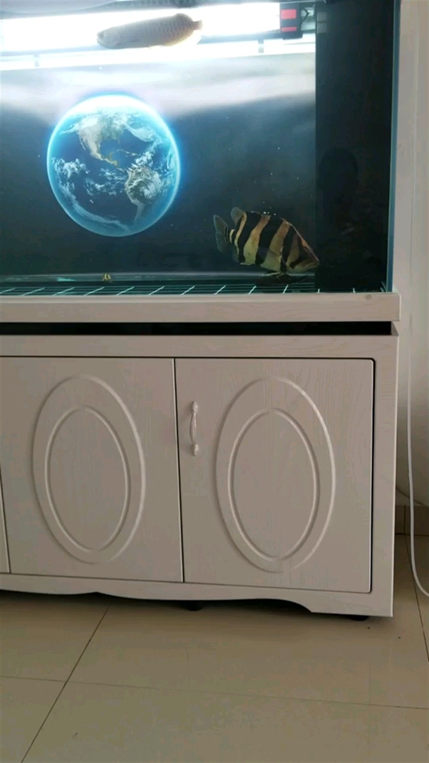 小龍大虎龍魚圈，探秘龍魚養殖技巧與玩家