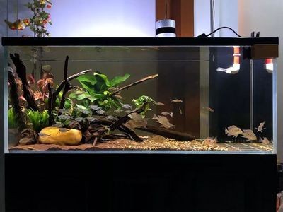 側(cè)濾魚(yú)缸干濕分離功能