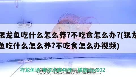 銀龍魚飼養全攻略，科學喂食技巧與拒食應對方案（含喂養視頻