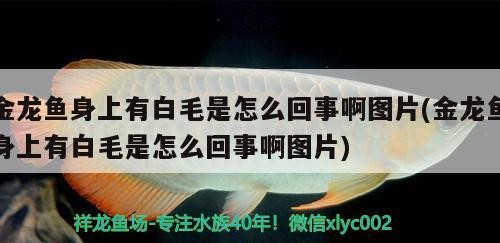 泰國虎魚？求鑒定！大家快來看看這是不是泰虎 泰國虎魚？求鑒定！大家快來看看這是不是泰虎 虎魚百科 第1張