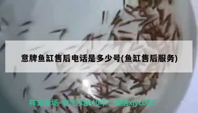 泰國虎魚？求鑒定！大家快來看看這是不是泰虎 泰國虎魚？求鑒定！大家快來看看這是不是泰虎 虎魚百科 第2張