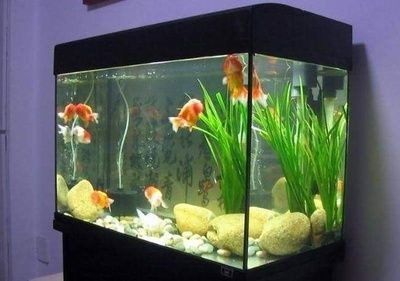 魚缸風水禁忌，擺放技巧全解析，助你