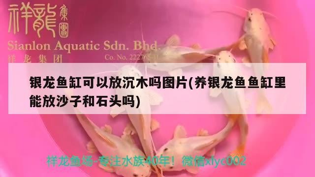 龍魚缸能否放沉木、沙子和石頭？相關圖片及