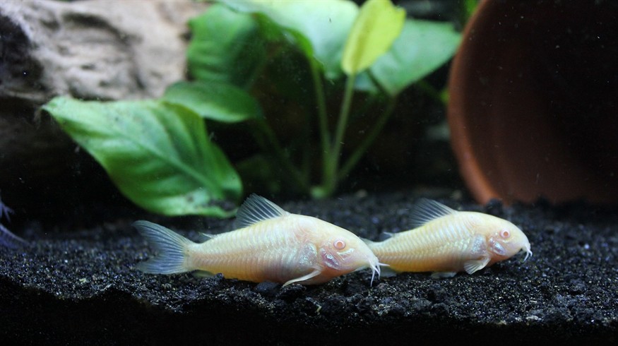 泰虎魚，身姿矯健，那明亮明亮的獨特魅力令人
