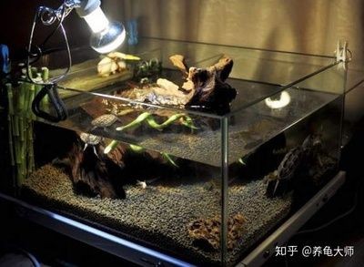 不用打理的魚缸造景好嗎？優缺點及可行性深度剖析