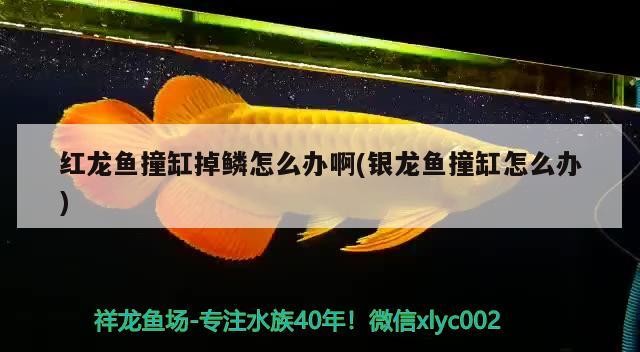龍魚撞缸掉鱗咋辦？銀龍魚撞缸又該如何處理？應對方法及