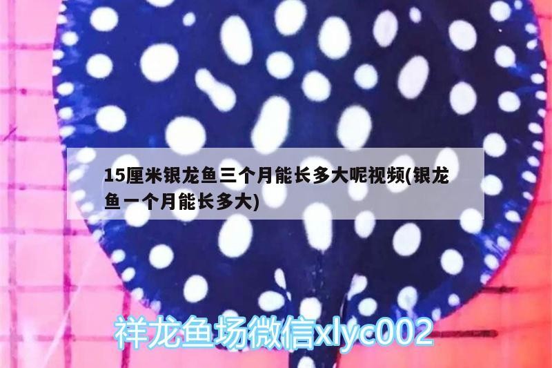 5厘米銀龍魚(yú)三個(gè)月能長(zhǎng)多大？一個(gè)月又長(zhǎng)多少
