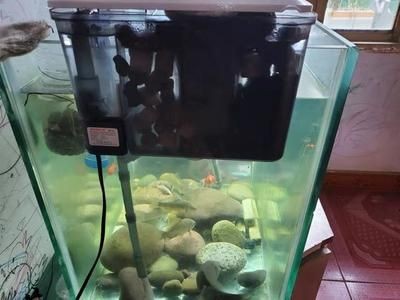 特三代魚缸清洗攻略，方法步驟及