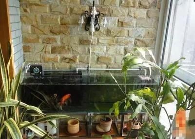 瓜州龍魚有哪些獨特品種？（瓜州龍魚有哪些獨特特征，瓜州龍魚的市場價格是多少）