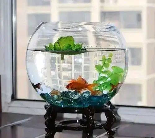 窗臺改魚缸，創(chuàng)意養(yǎng)魚新方式，打造獨特家居